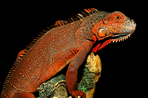 red iguana wallpaper